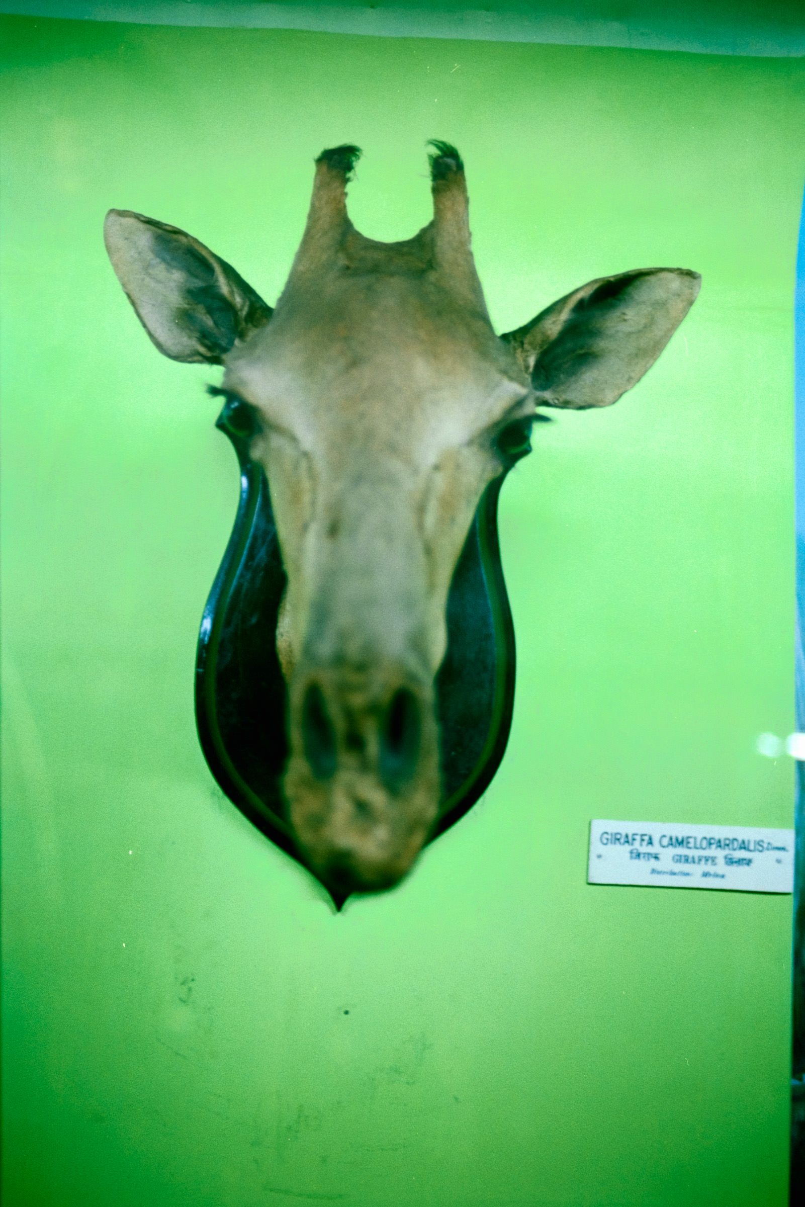 AHP film 2005 01 001 sc240825 img23 NLP